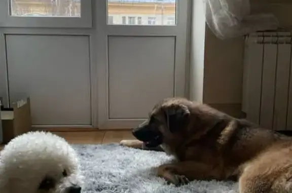 Найдена собака, Санкт-Петербург, фото: Собака найдена на Стахановцев, 12, СПб