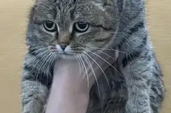 Объявления о пропавших и найденных животных, Нижневартовский район, фото: Кошка найдена в ХМАО-Югре