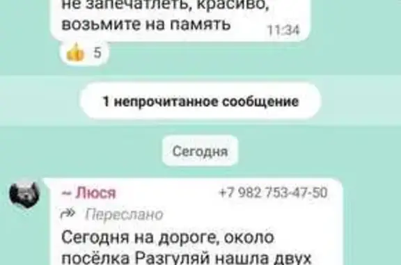 Найдены таксы, Щелкун, Свердловская обл.