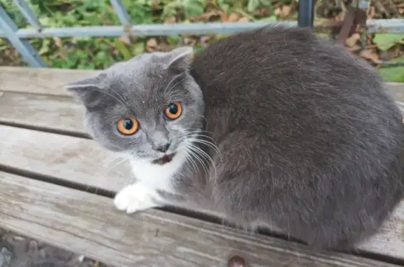 Найдена кошка, Липецк, фото: Кошка найдена: ул. Гагарина, 43, Липецк