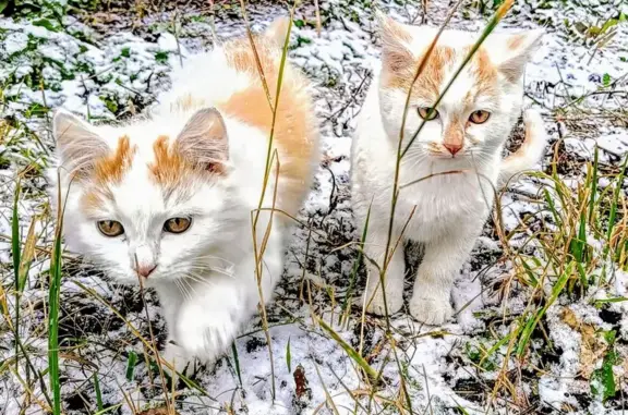 Пропала кошка, Каменка, Пензенская обл.