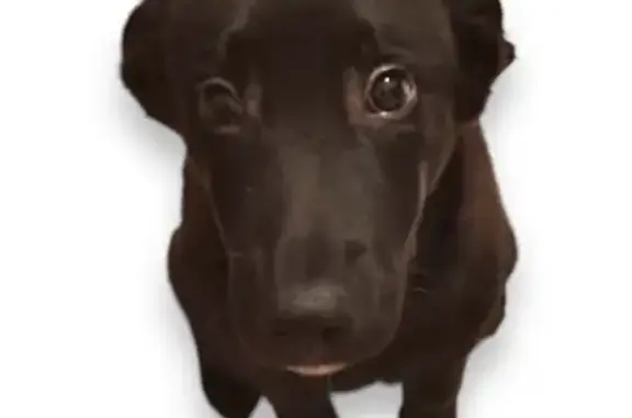 Собаки потеряшки, Беседы, фото: Потеряшка собака, Советская ул., 17