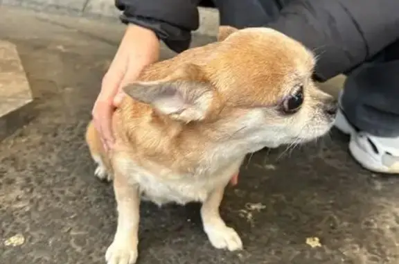 Найдена собака, Санкт-Петербург, фото: Чихуахуа найден: Дальневосточный СПб