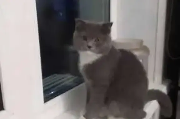 Пропала кошка, Лучегорск, ул. 6 - photo