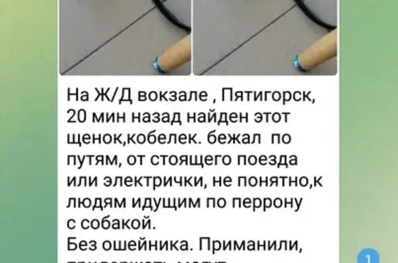 Щенок найден на Октябрьской, 75, Пятигорск