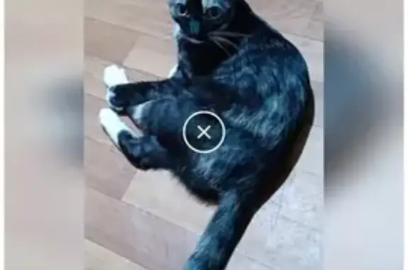 Потерянные животные Липецк, фото: Пропала кошка, Липецк, ул. Лапки Белые 15