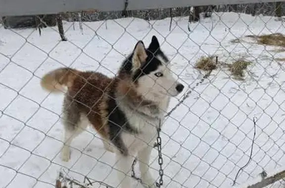 Найдена собака, Балахонковское, фото: Хаски найден в Балахонковском поселении