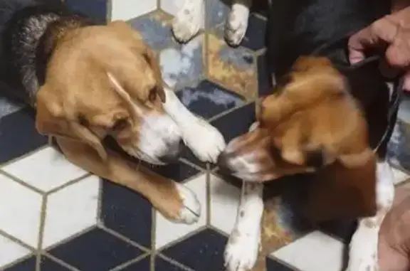 Найдена собака, Сочи, фото: Собака найдена: Моторная ул., 5, Уч-Дере