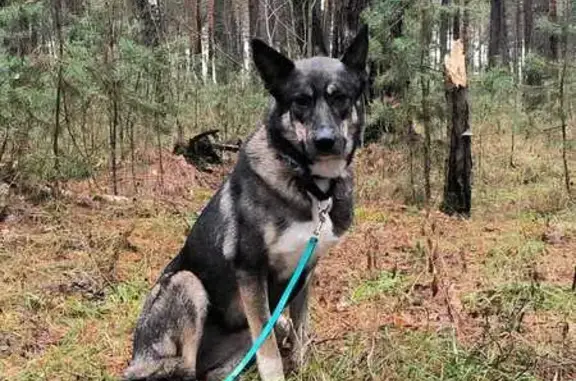 Пропала собака: ул. Ленина, 2, Протвино