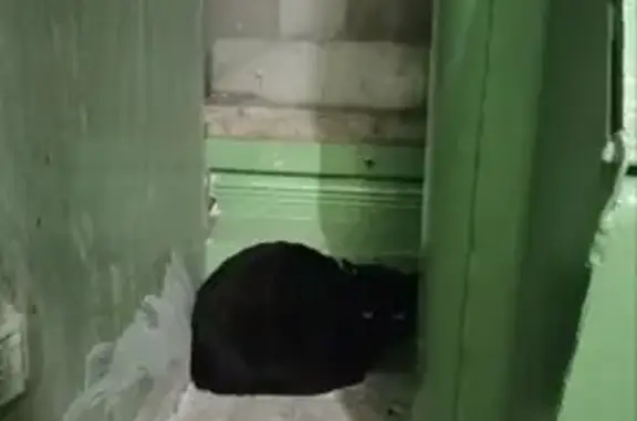 Кот найден: ул. Юных Натуралистов, Липецк