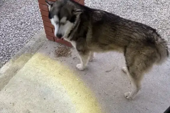 Найдена собака, Неёлово-2, фото: Найдена хаски, Радужная 17, Неёлово-2