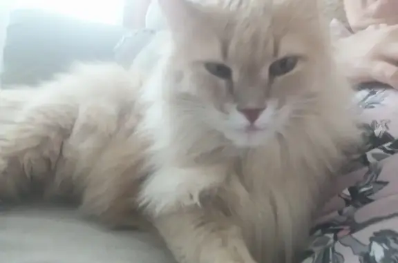 Кошки потеряшки, Крутоярский, фото: Потеряшка кот, Центральная ул., Крутоярский