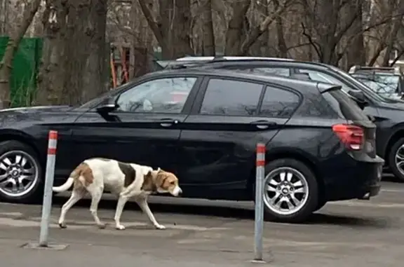 Собака найдена: Народного Ополчения, 52 к5