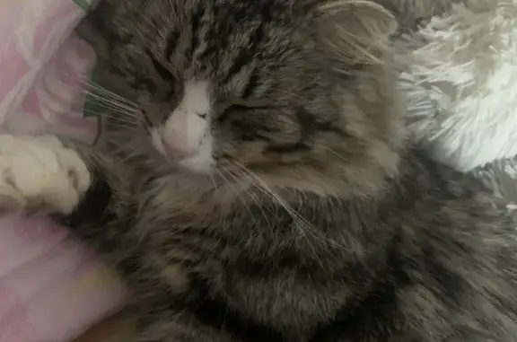 Пропала кошка, ул. Б.П Липина, 9