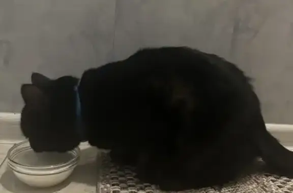 Найдена кошка, Урюпинск, фото: Кот найден: пл. Победы, Урюпинск