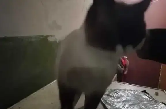 Кошка найдена, Циолковского 7, Липецк