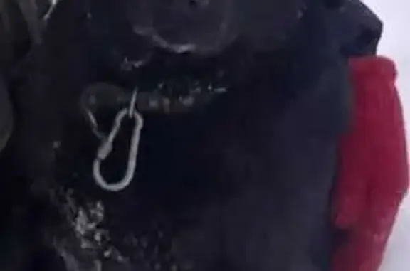 Потерянные животные Ярославль, фото: Пропала собака, ул. Бахвалова, Ярославль