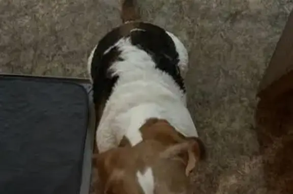 Найдена собака, Санкт-Петербург, фото: Собака найдена у Дикси, 2-я Советская, 14/4