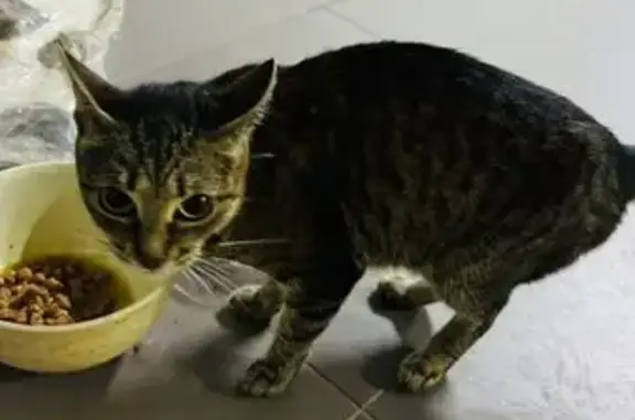 Кошка найдена: ул. Ласточкина, 12, Тамбов