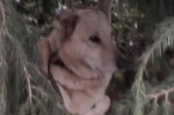 Собака найдена в СНТ Ворсино-1, Калуга