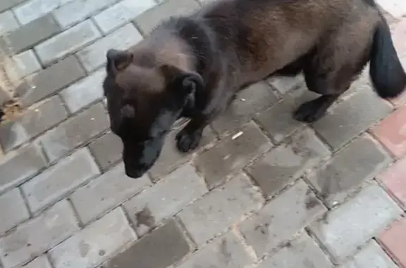 Найдена собака, ул. В. Буракова, 4, Лиски