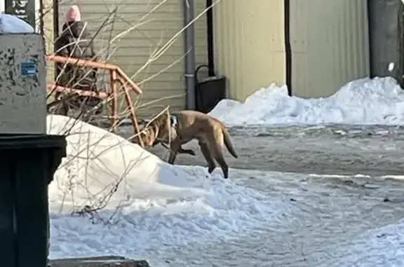 Собака в шлейке на Ленина и С-Западной