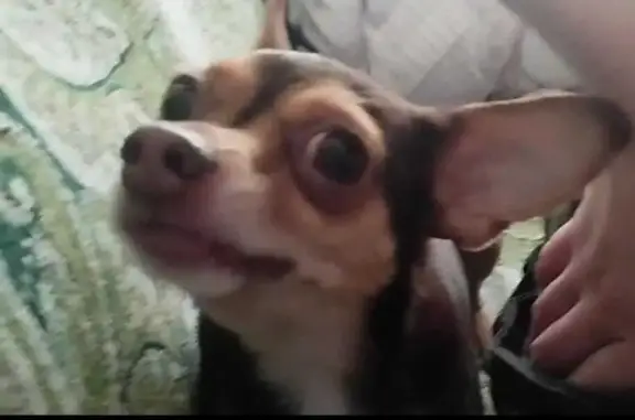 Собаки потеряшки, Новый Городок, фото: Потеряшка той-терьер, Гражданская 33, Новый Городок