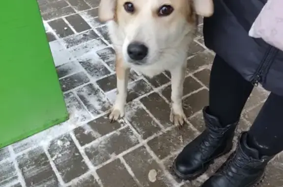 Найдена собака, Ижевск, фото: Собака у ТЦ Эльгрин, ул. 10 лет Октября, 53