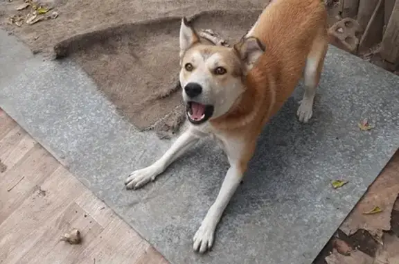 Найденные животные Липецк, фото: Пропала собака, Студёновская 61, Липецк