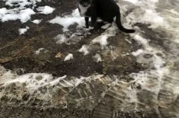 Котенок найден на улице Генерала Лукина