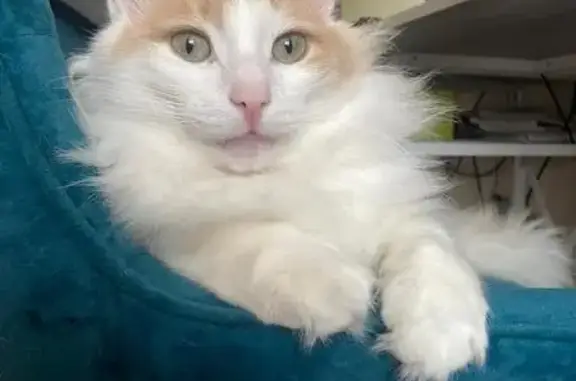 Кошки потеряшки, Дюртюли, фото: Потеряшка кошка, Асяновская ул., 3, Дюртюли