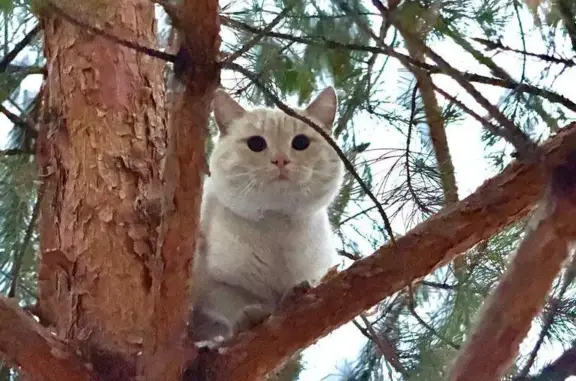 Кошка найдена на Пушкина, 84, Саранск