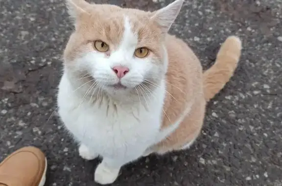 Кошка найдена у КИИМО, Студенческий городок