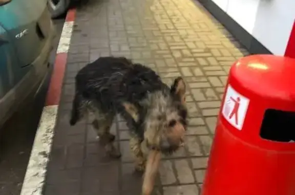 Собака найдена на АЗЛ Лукоил, Лысково