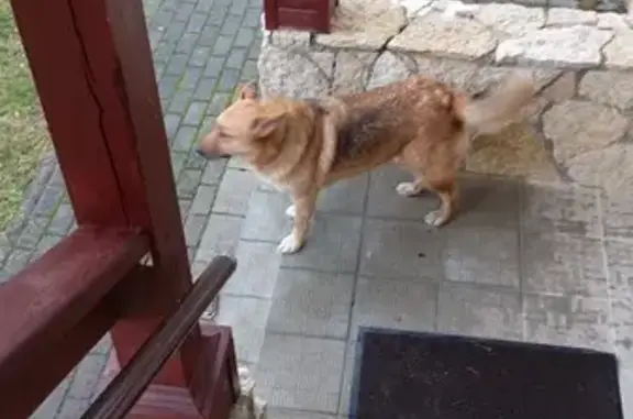 Собака найдена, Серёдкинская волость