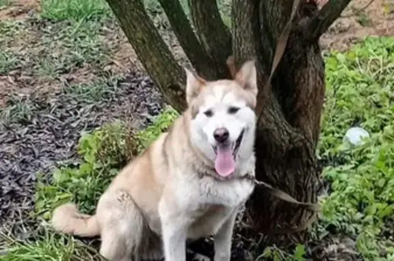 Найдена собака, Санкт-Петербург, фото: Найдена собака на ул. Коммунаров, СПб