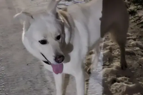 Собаки потеряшки, Ямны, фото: Потеряшка собака, Ямны, 70К-246