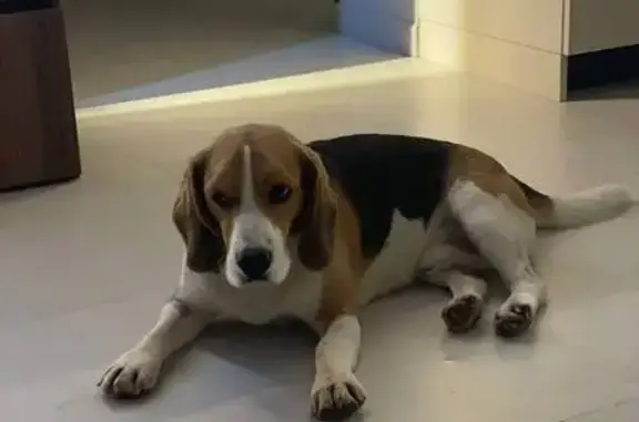 Собаки потеряшки, Щир, фото: Потеряшка собака, д. Щир, Центральная ул.