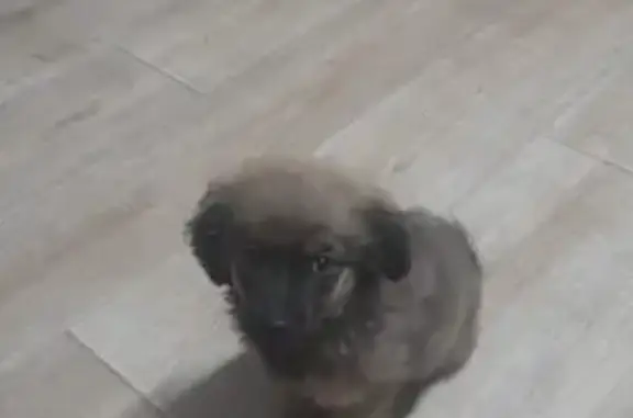 Найдена собака, Галич, фото: Найден щенок, Кешемская ул., 3, Галич