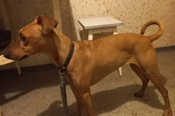 Найдена собака, Санкт-Петербург, фото: Собака найдена: Гражданский пр., 15 к2