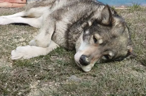 Пропала собака на Водопроводной, 11