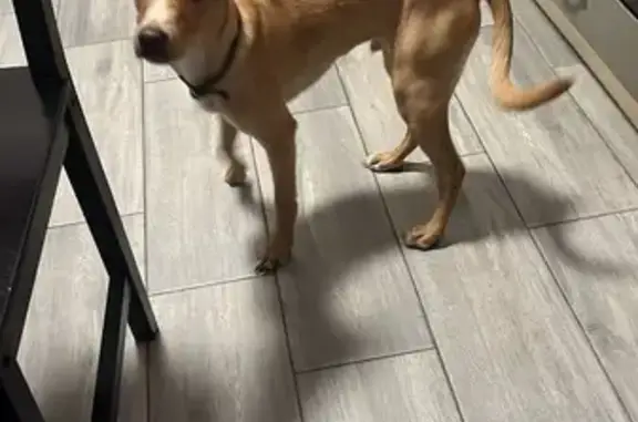 Найденные животные Курск, фото: Собака найдена: Крымская ул., Курск