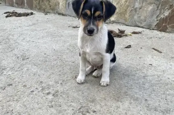 Собаки потеряшки, Новомихайловский, фото: Потеряшка собака, Весёлая ул. 12, Новомихайловский