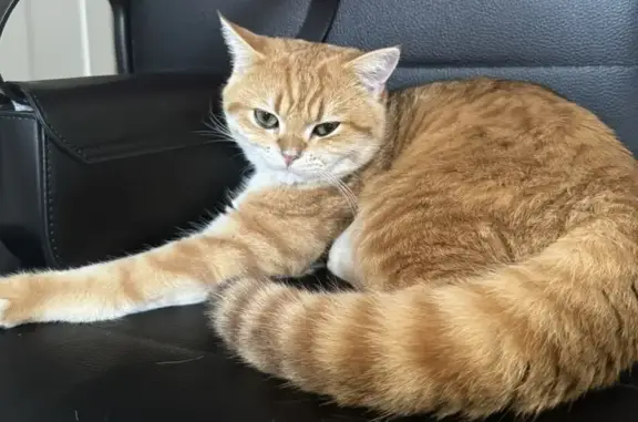 Кошки потеряшки, , фото: Потеряшка рыжая кошка, Пионерская ул.