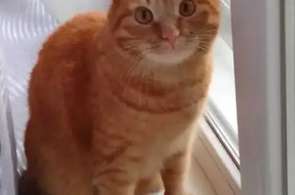 Кошки потеряшки, Камышловский городской округ, фото: Потеряшка кошка, ул. Дзержинского, 22