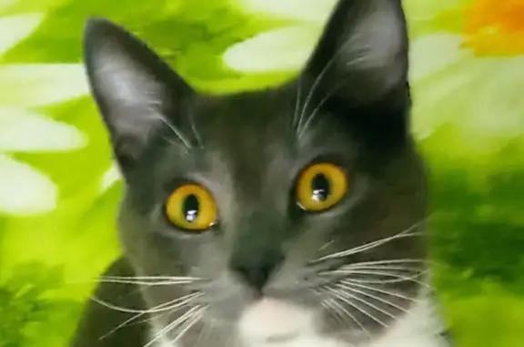Кошки потеряшки, Южа, фото: Потеряшка кошка, ул. Осипенко, 41, Южа