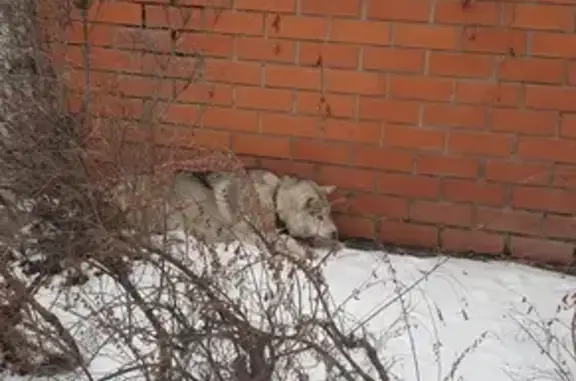 Собака найдена на Центральной улице, Московский