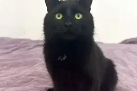 Кошки потеряшки, Санкт-Петербург, фото: Потеряшка черный кот, Сегалева 1/3, СПб