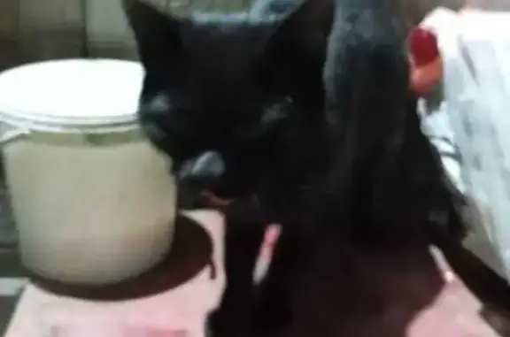 Найдена чёрная кошка, Совхозная 14, Медное