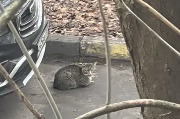 Кошка найдена у дома на Гримау, 16, Москва